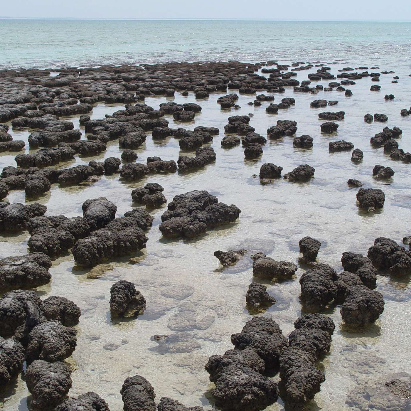 The Rocks that Came from Ancient Sea Life episode artwork