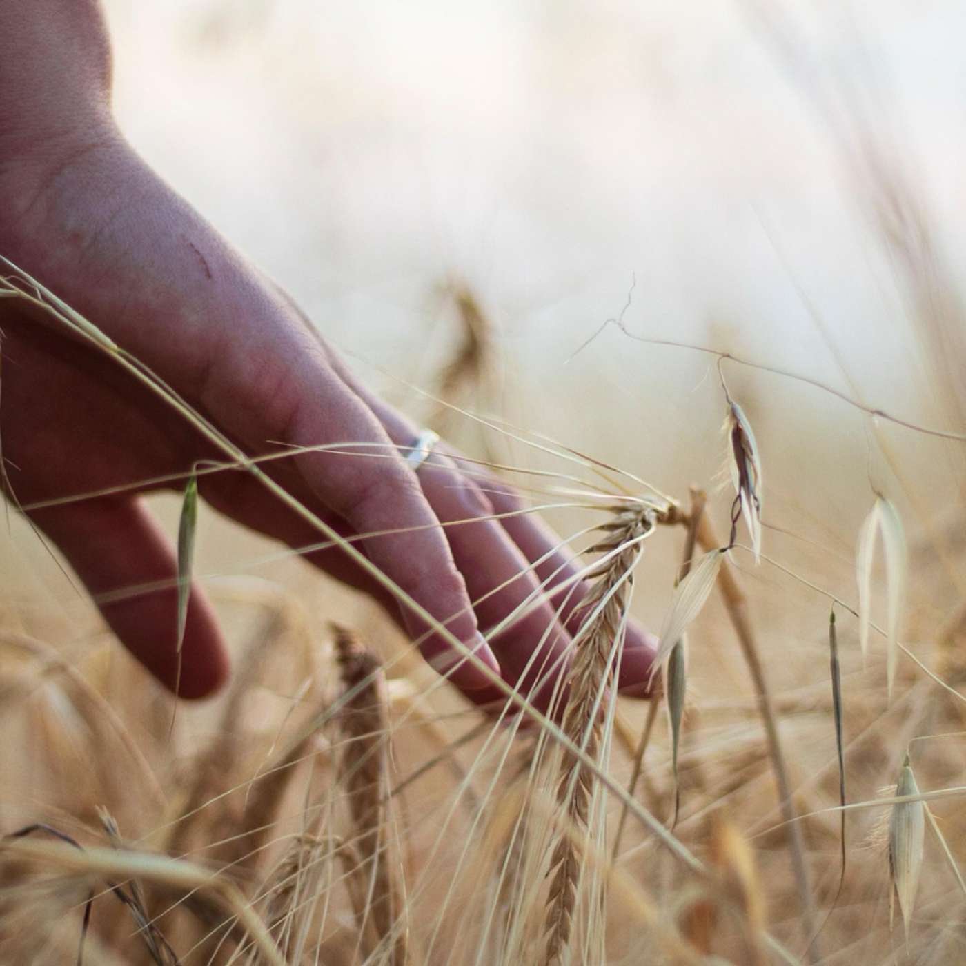 Harvest 3 | Jeff Rockey | Sermon