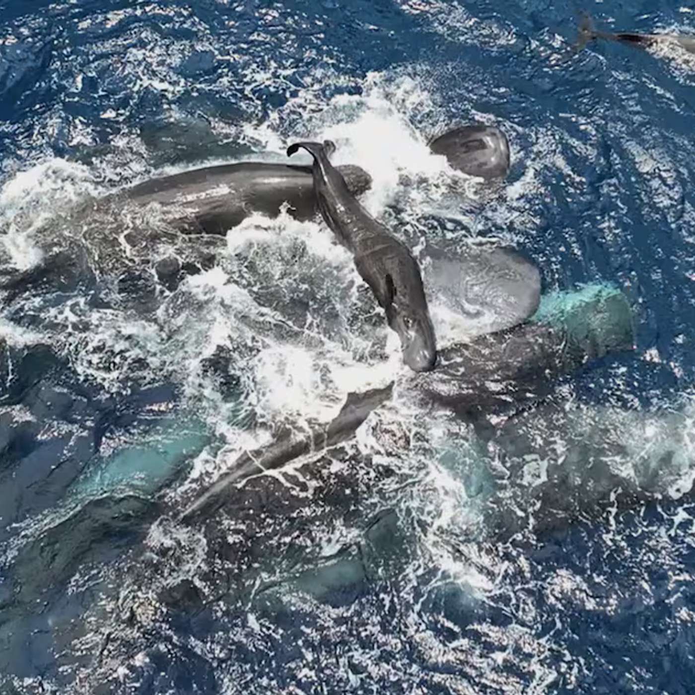 Whale Births Reveal Social Coordination, Microgravity Hinders Reproduction in Space, IBM Simulates Magnetic Materials Quantum Leap, Adult ADHD and Autism Diagnoses Transform Care, and more...