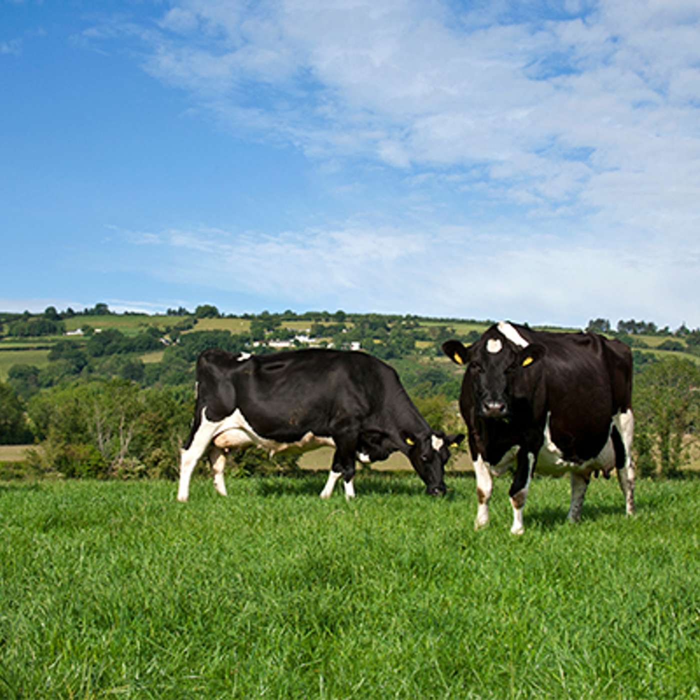 How to increase your grassland performance