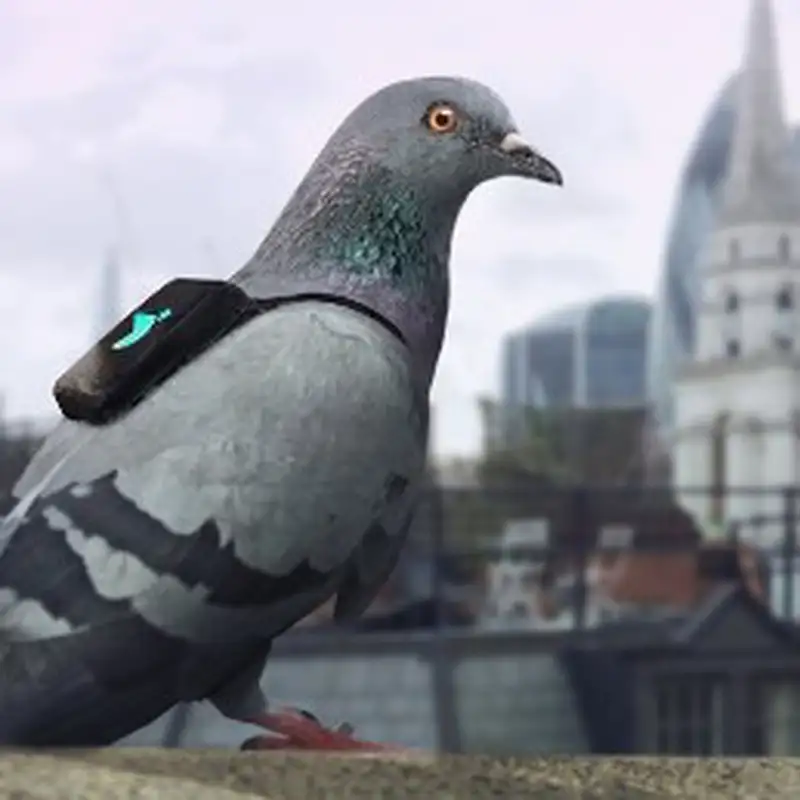 Facebook acquire MSQRD, Hyperloop is coming to Europe, pigeons with backpacks and a discussion on Labour law