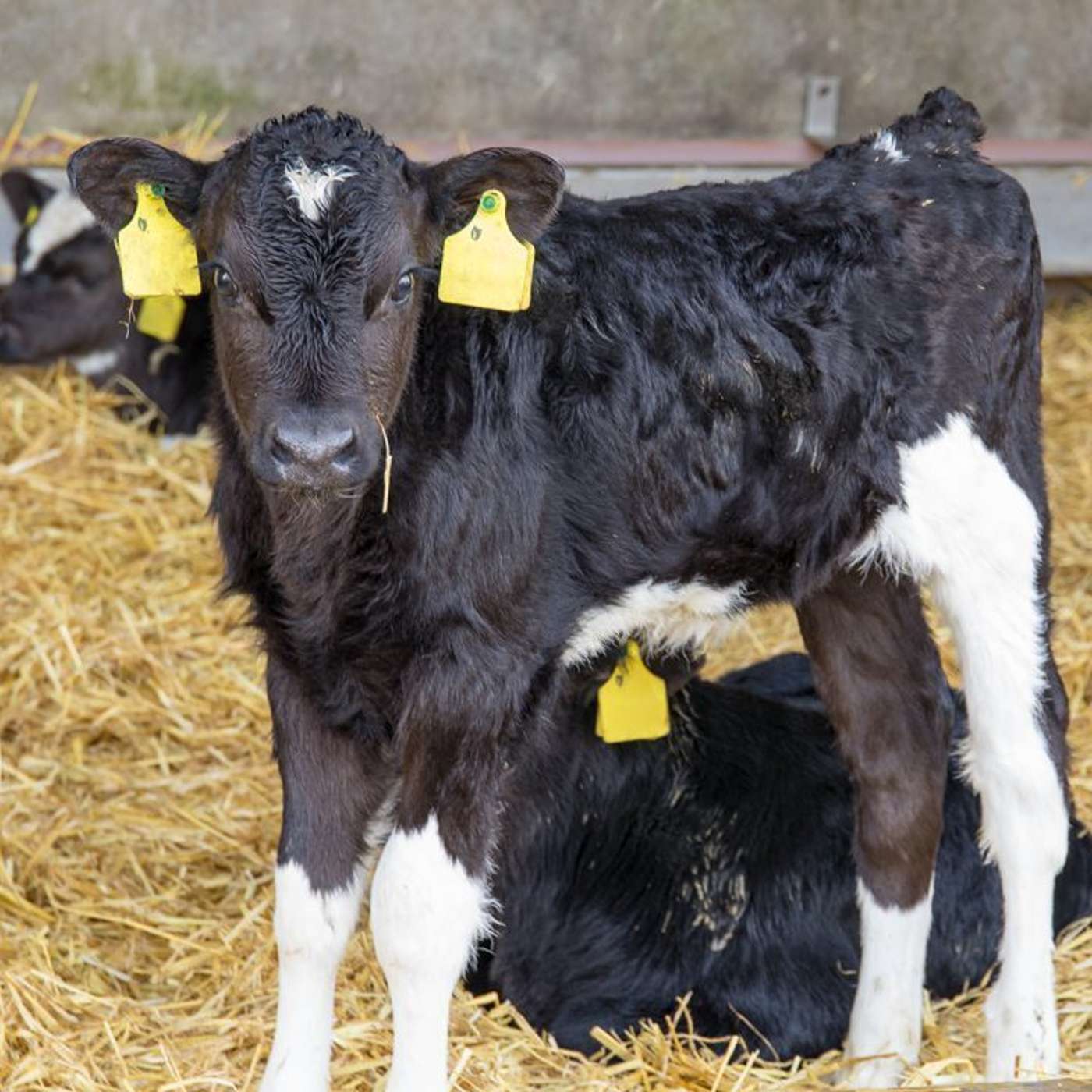 Tommy the Vet on Getting the Basics of Calf Health Right