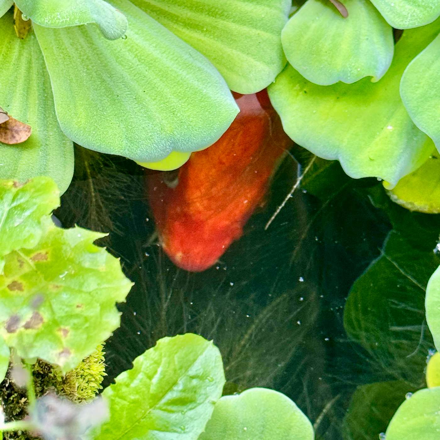 1b. Fish and Inspiration: Goldfish episode artwork