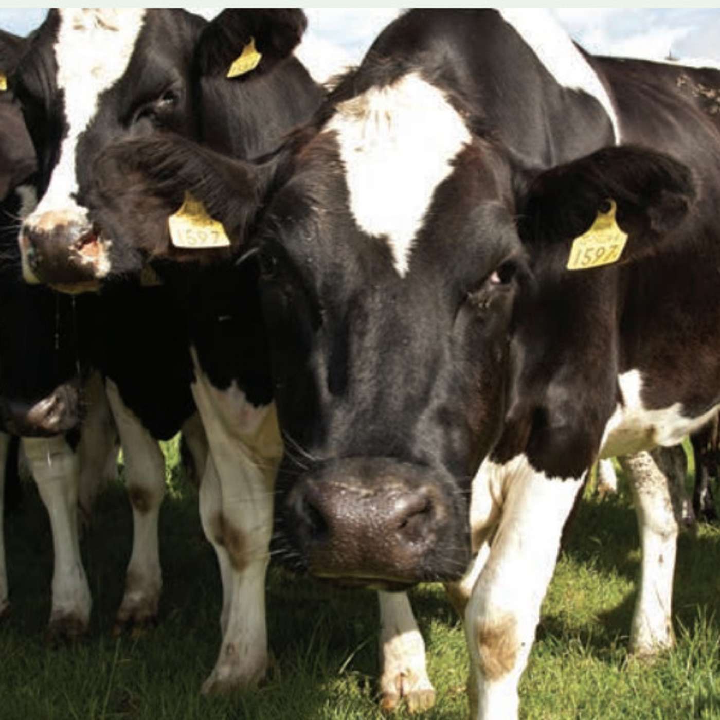 Good animal health for optimal farm productivity