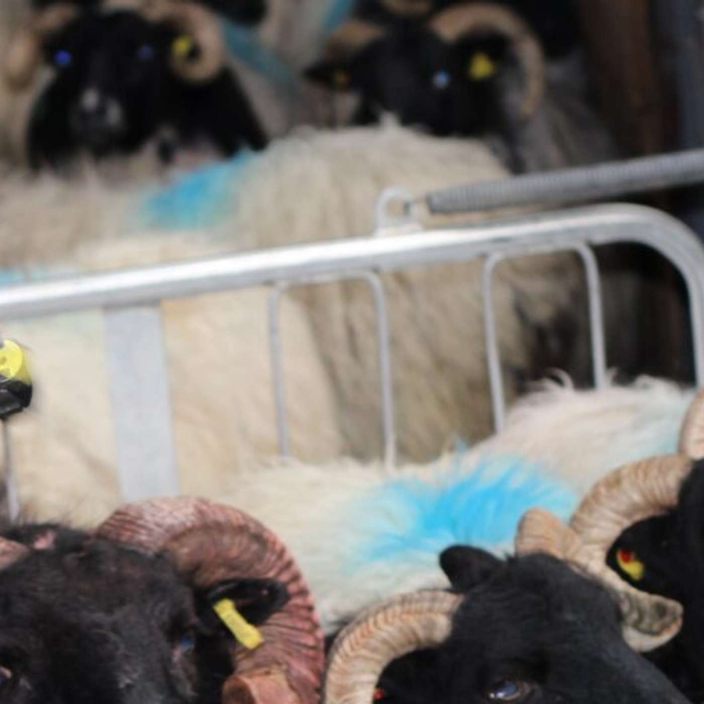 Genetic progress in the hills