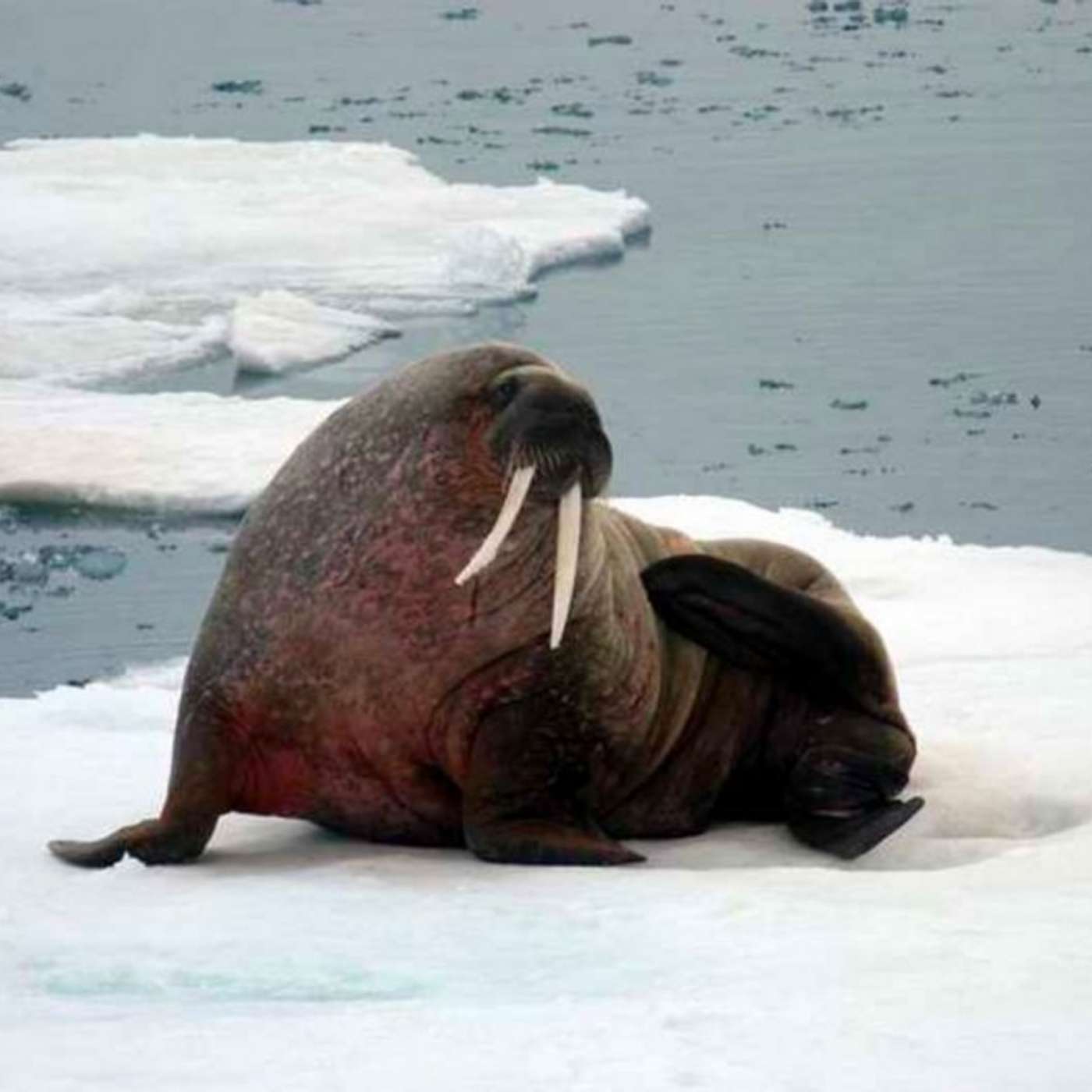 На Шпицбергене зарегистрирован первый случай гибели моржа от птичьего гриппа