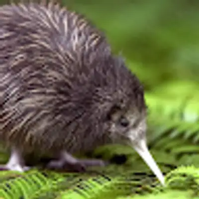 image of podcast supporter