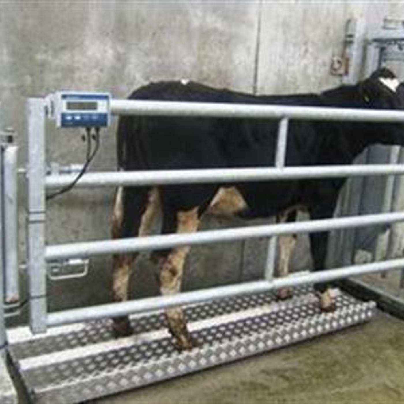 Getting the heifer rearing process right