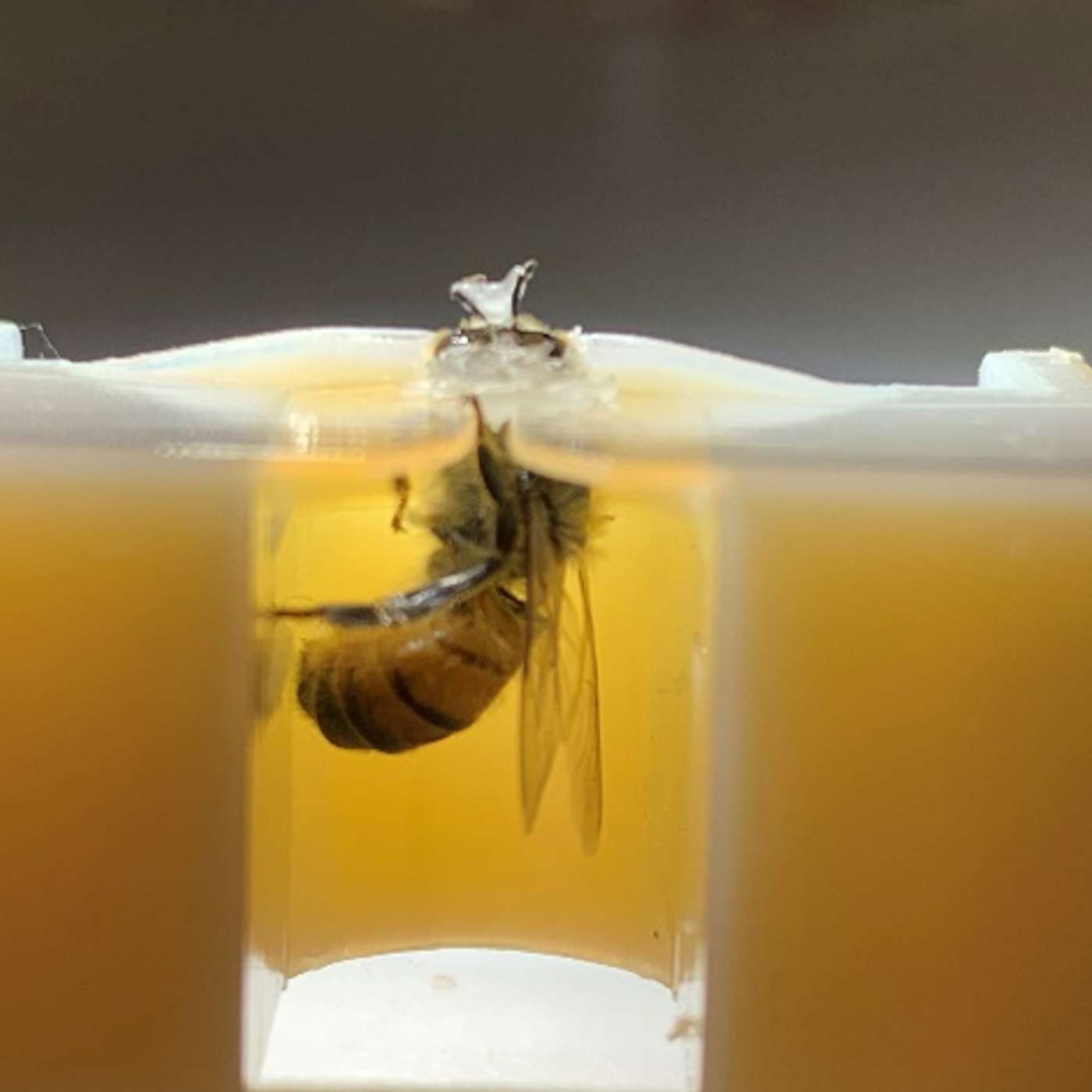MSU researchers discover honeybees can detect lung cancer
