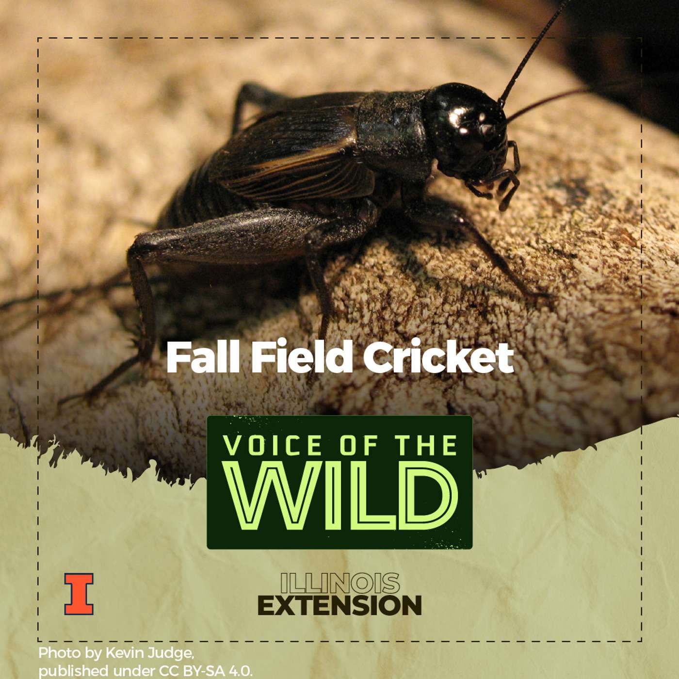 Episode 72: Fall Field Cricket – Voice of the Wild