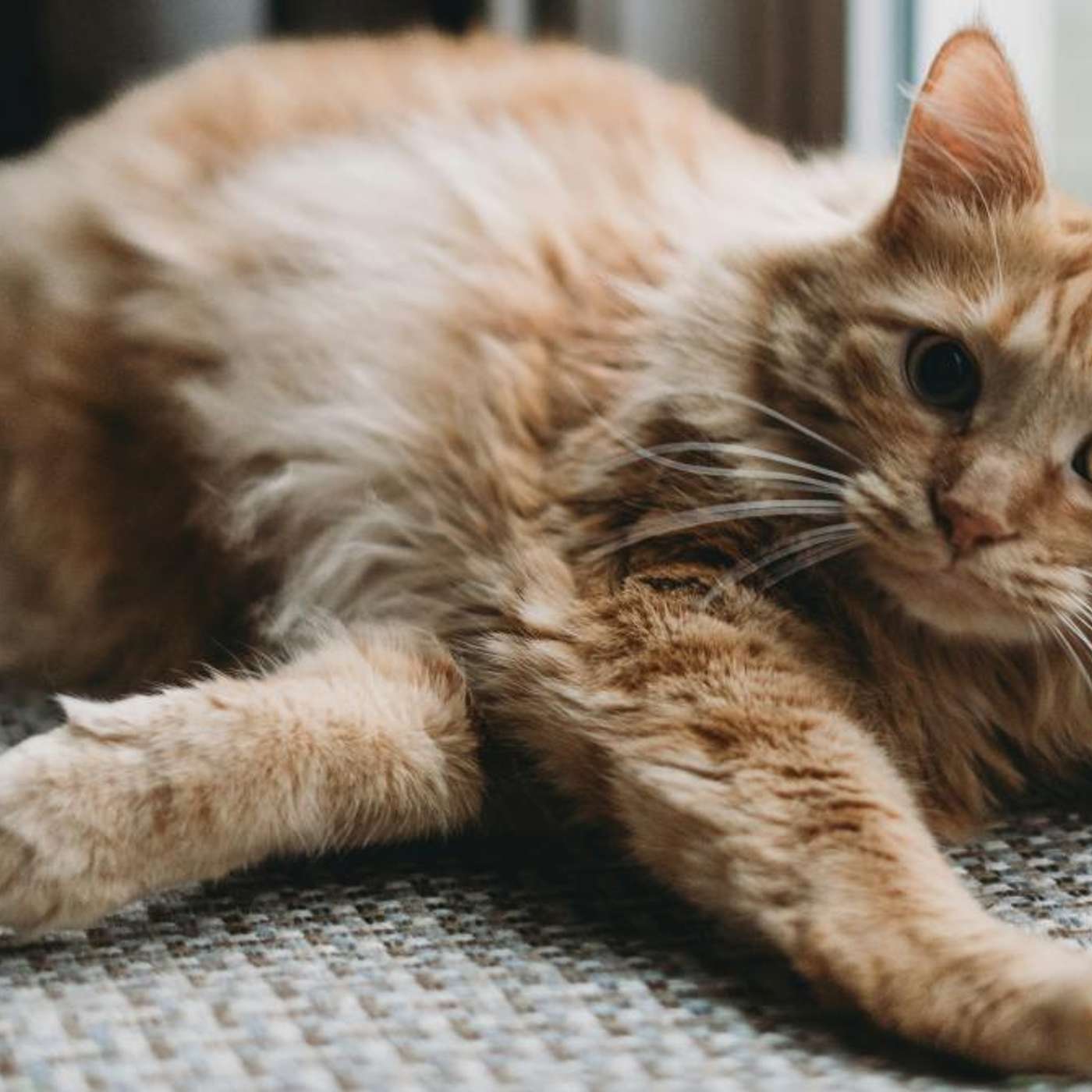 ESA Boosts Moon Mission Budget, Cats Arrive Europe 2000 Years Ago, Bird Flu Pandemic Risks Surge, Ancient Droughts Doom Indus Valley, and more...