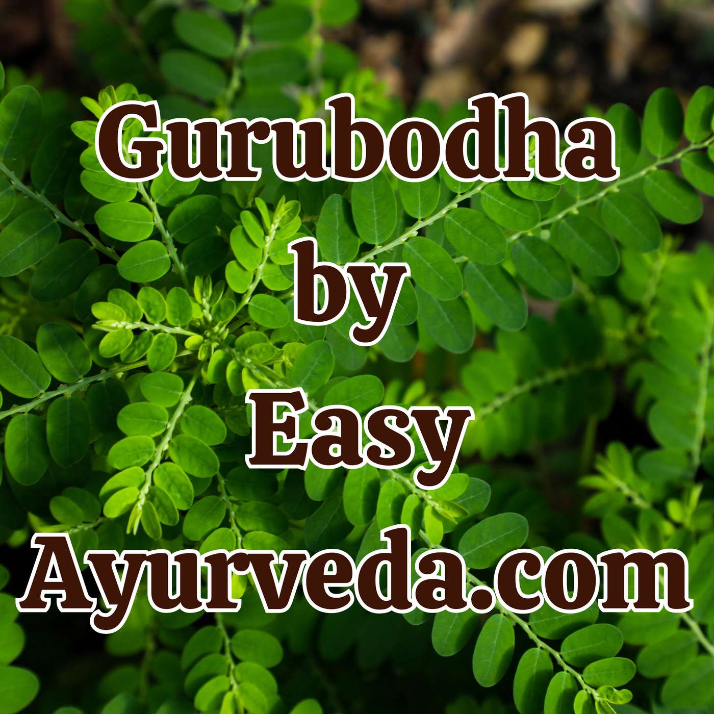 Gurubodha 180: Nirocil| Upper respiratory tract infection| Bhumiamalaki| Phyllanthus niruri| Eosinophal vs Histantin Gurubodha 180: Nirocil| Upper respiratory tract infection| Bhumiamalaki| Phyllanthus niruri| Eosinophal vs Histantin