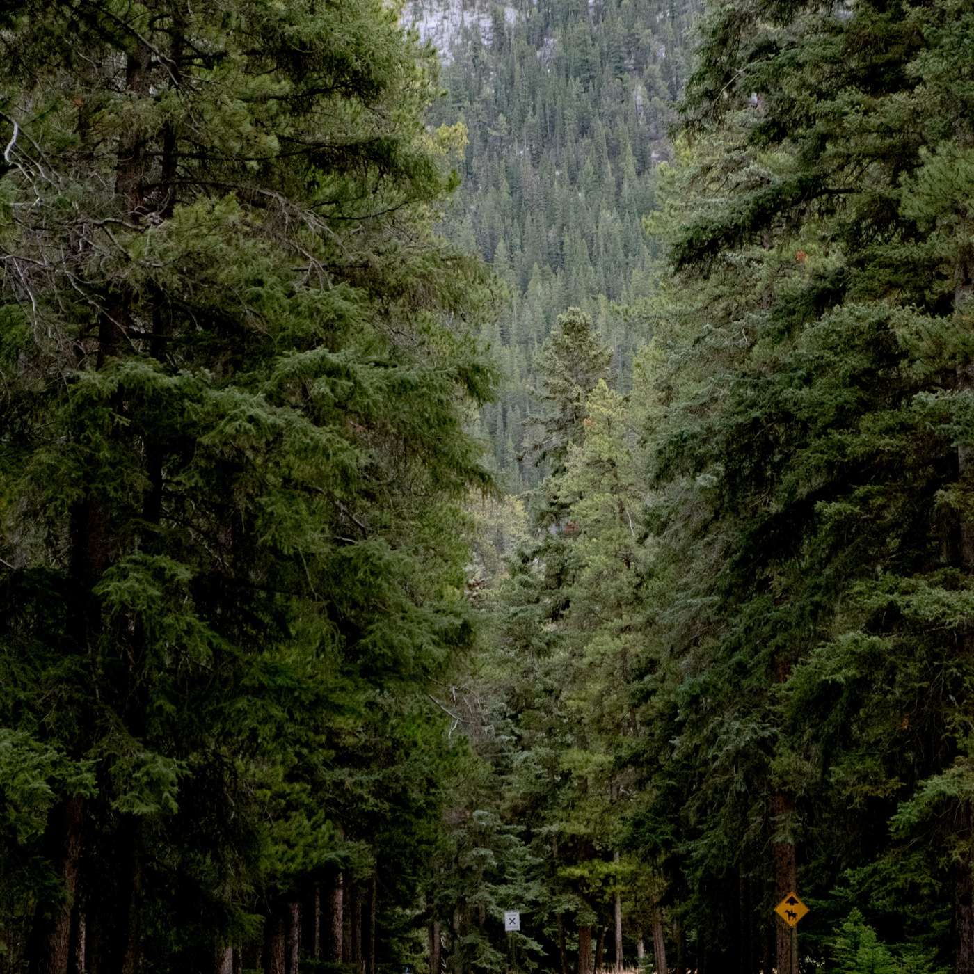track-artwork