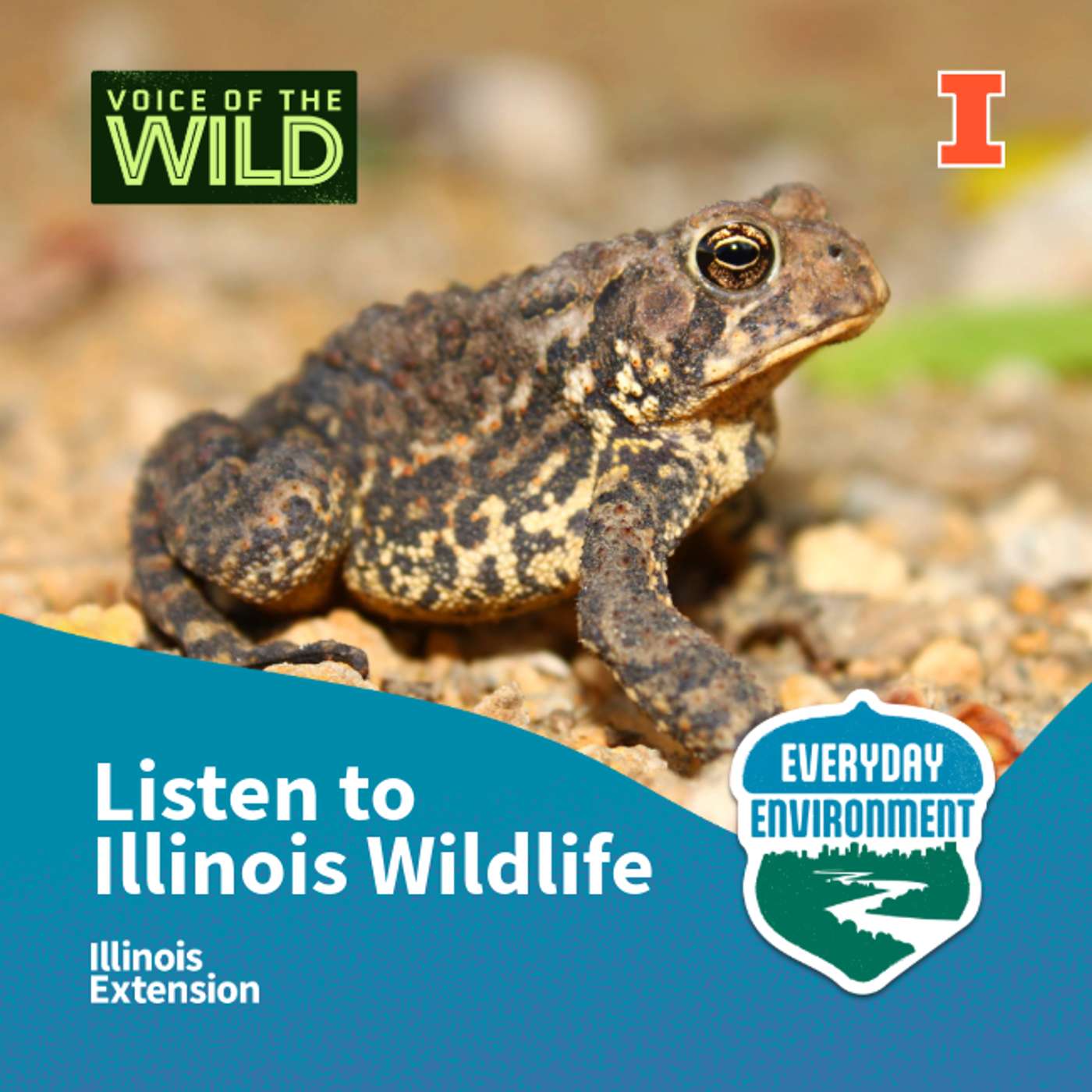 Get to know your neighbors: listening to Illinois wildlife with Brodie Dunn