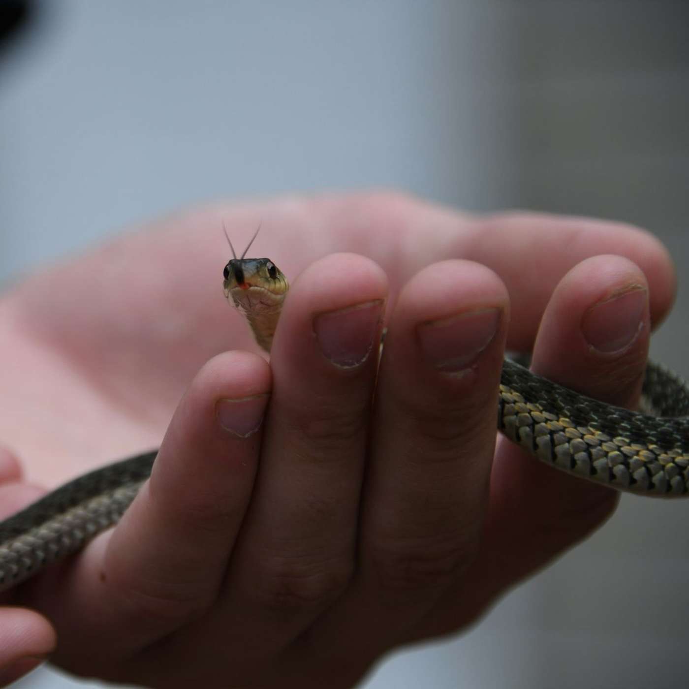 How to recognise a phobia (and get help)