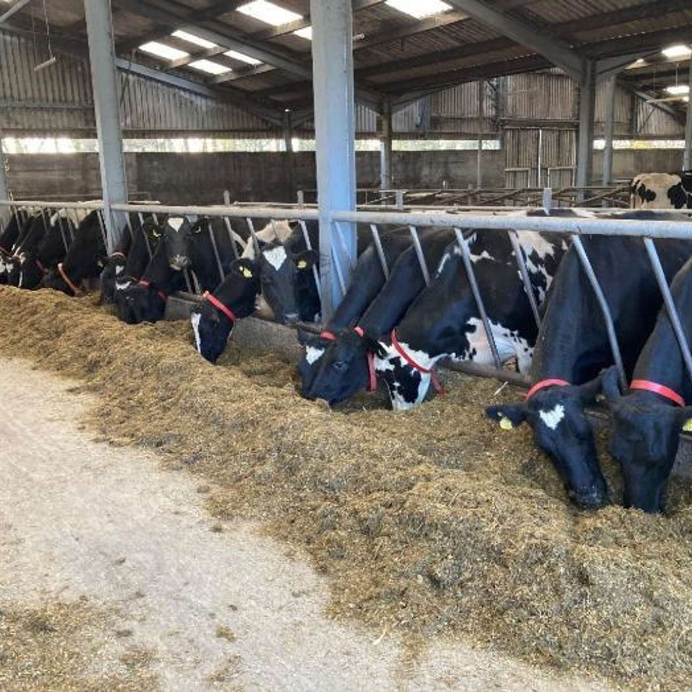 Optimising the Winter Diet for Liquid Milk Herds