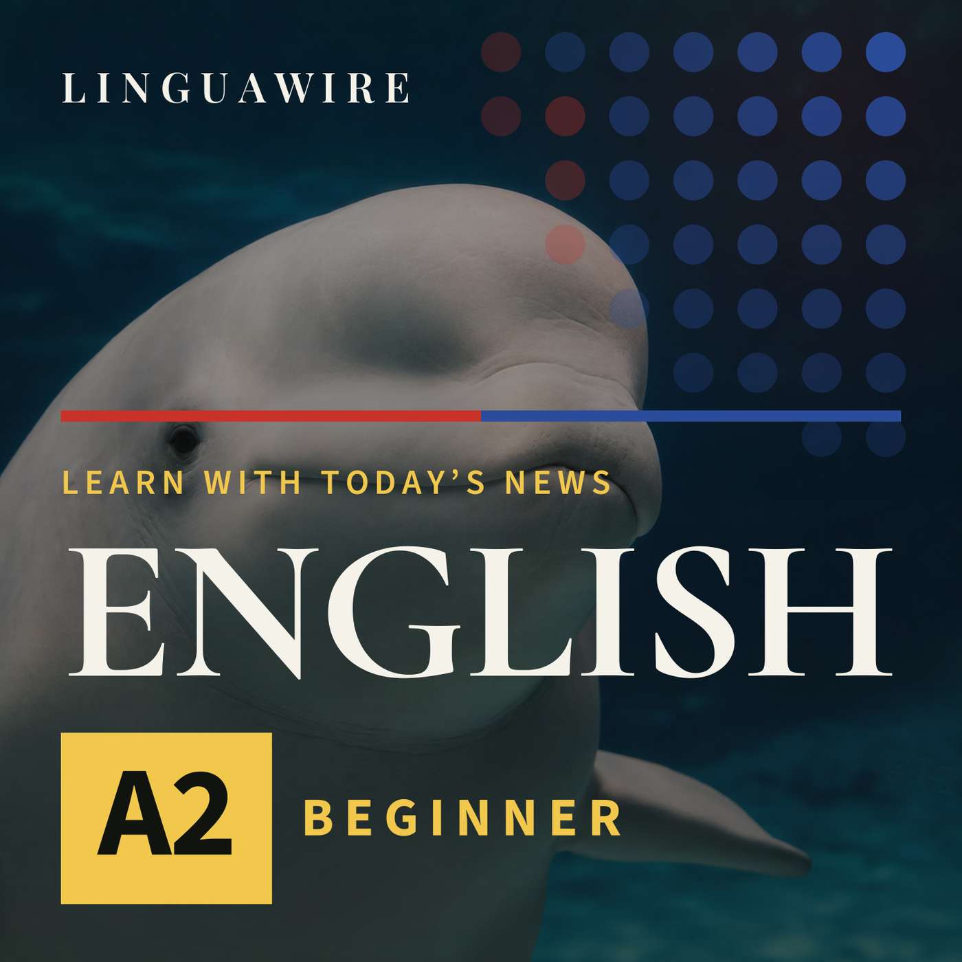 A2 English News | Seven Beluga Whales Arrive in Texas