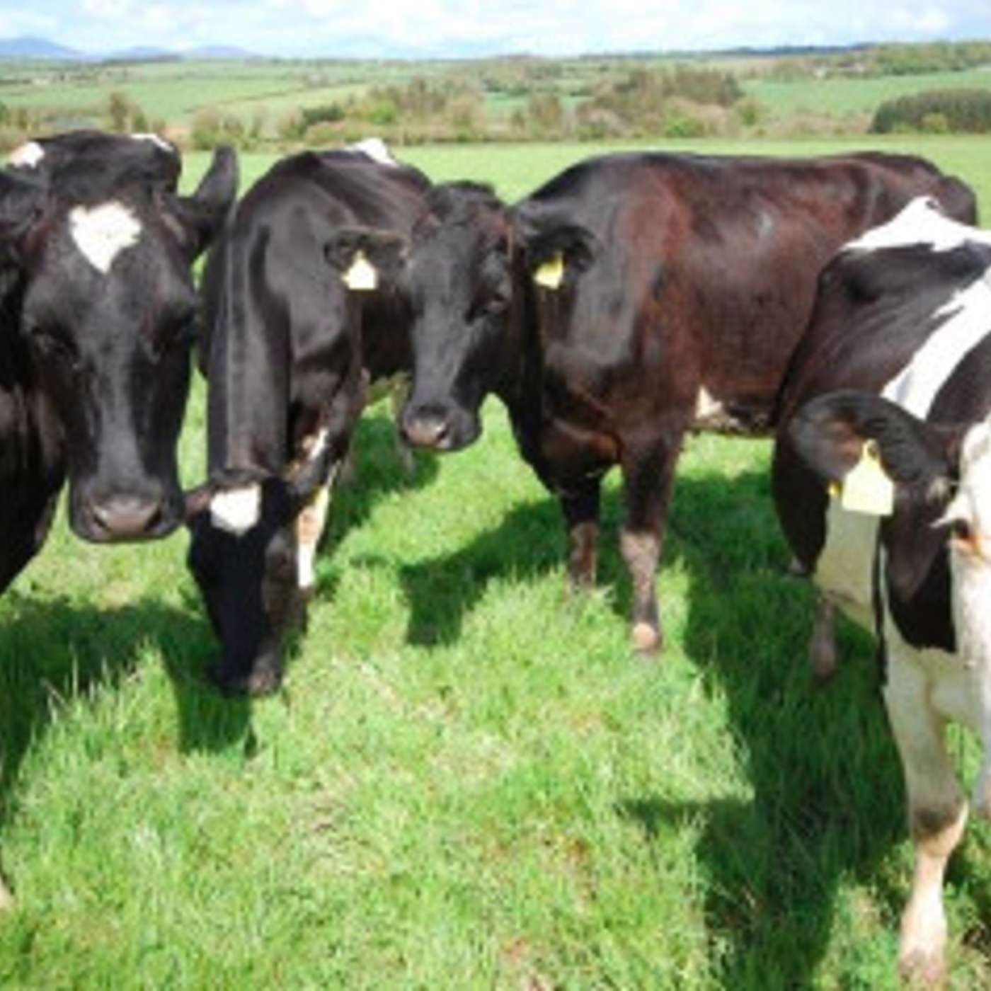 The profitability to organic dairy production systems
