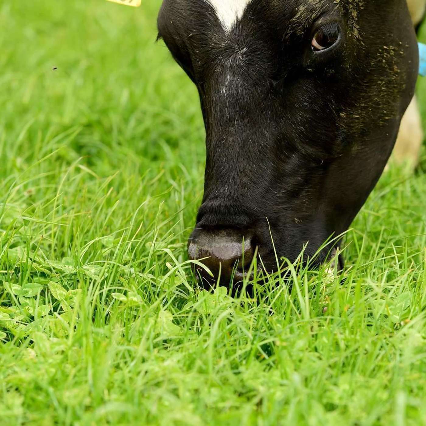 The benefits of white clover inclusion