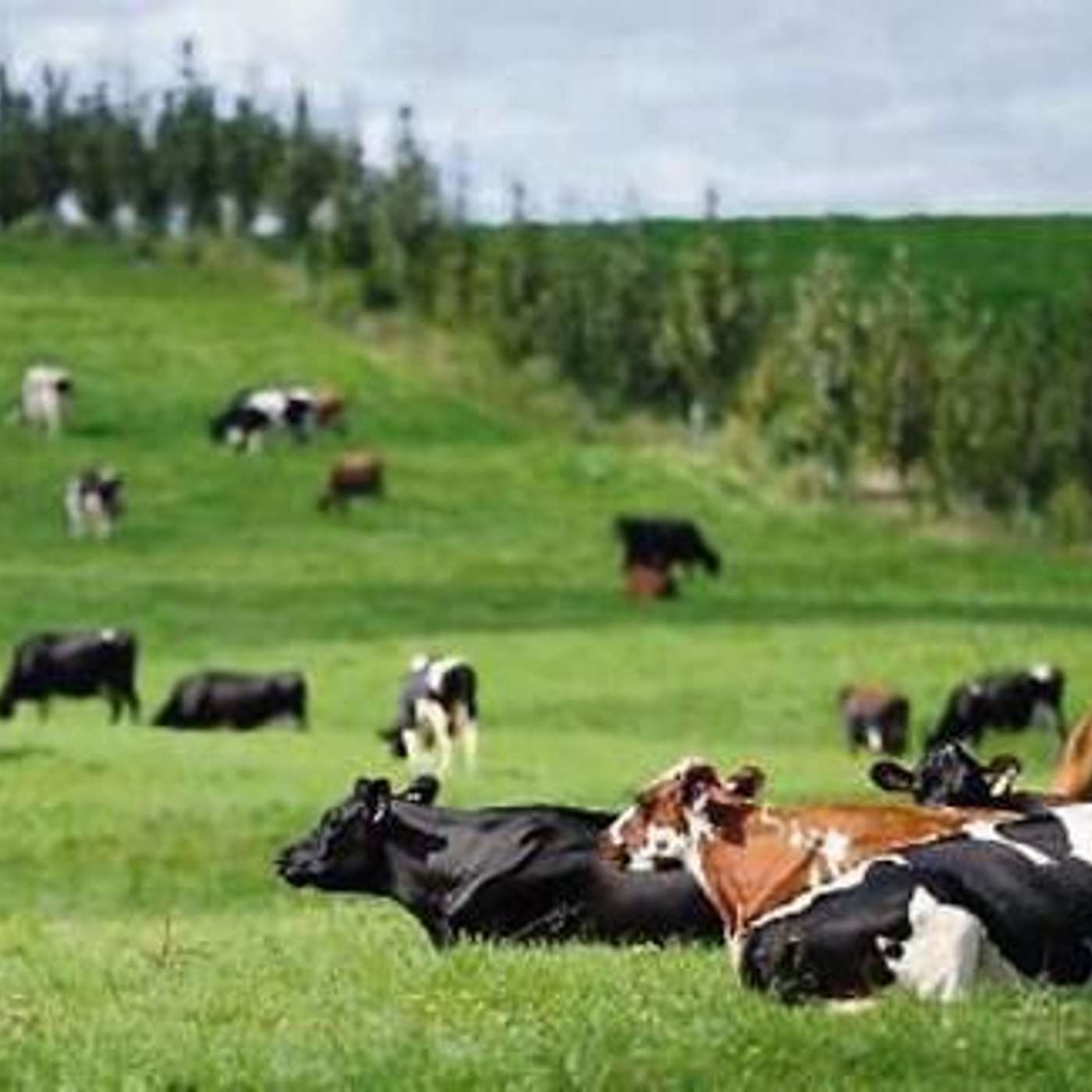 The effects Brexit will have on Irish agriculture