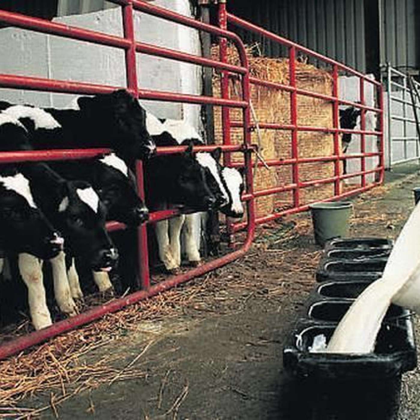 Once-a-day calf feeding