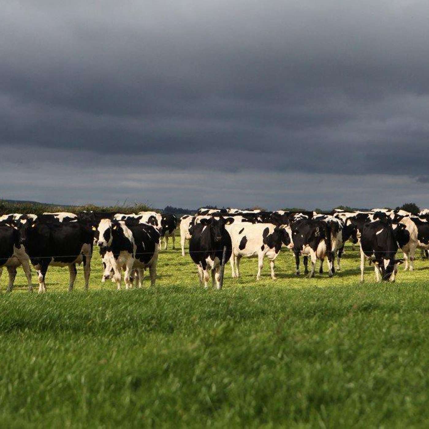 Spring Grassland Management