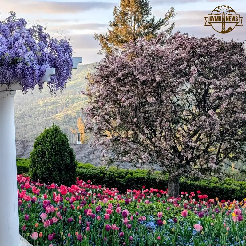 Springtime In The Sierra: The Tulips Are Blooming And Skaters Are Skating