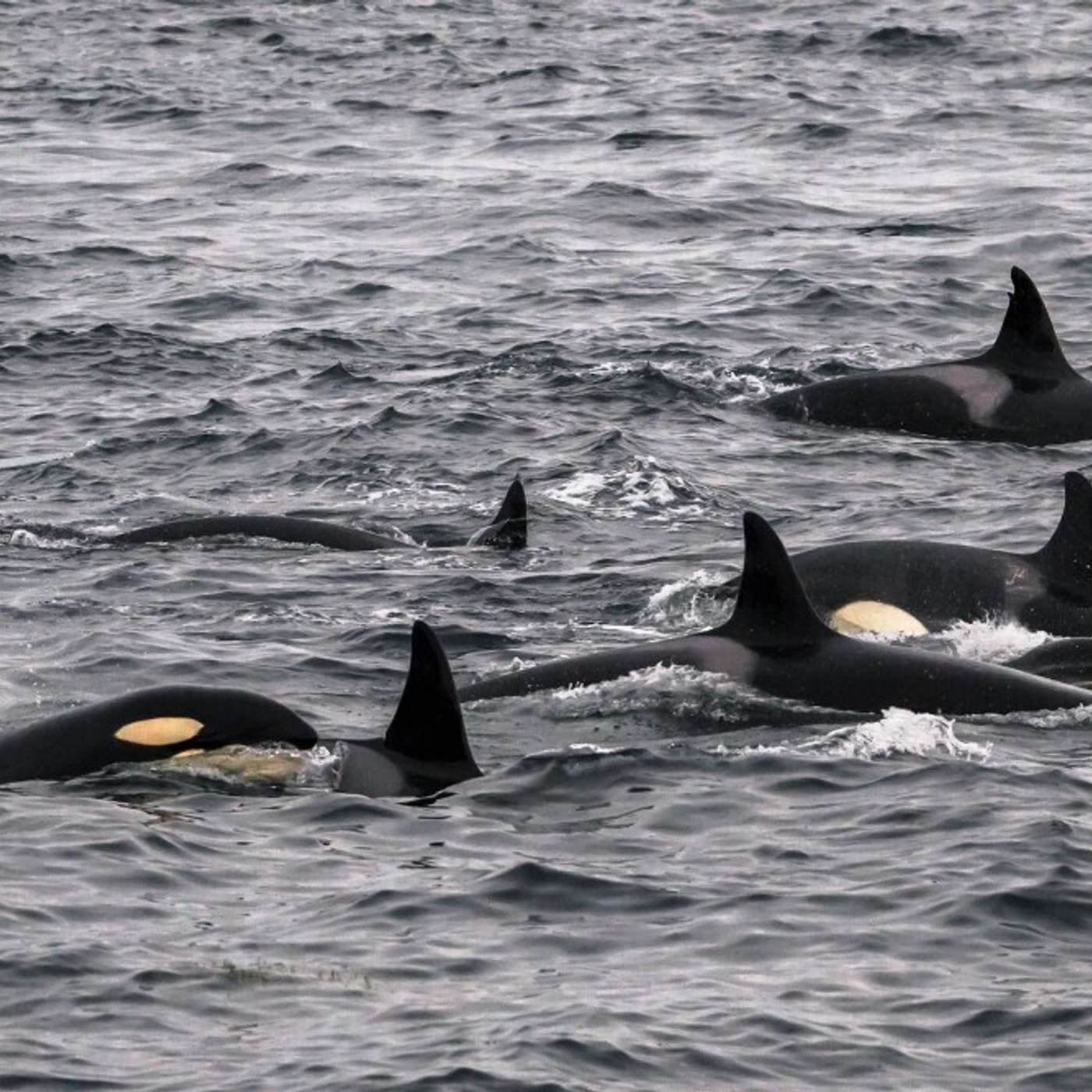 Изменение климата вынуждает косаток уходить дальше на север