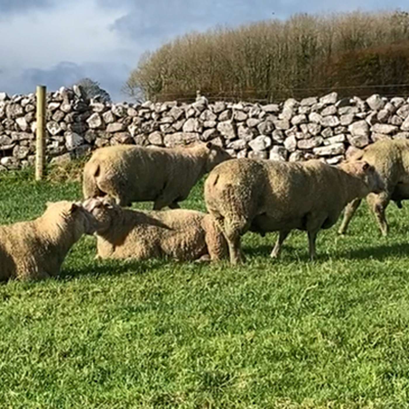 Making genetic gains -  using data this ram sale season