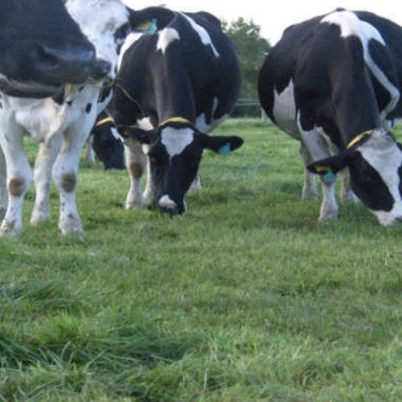 How to keep control of the grass on your farm, maintain quality and avoid feed waste