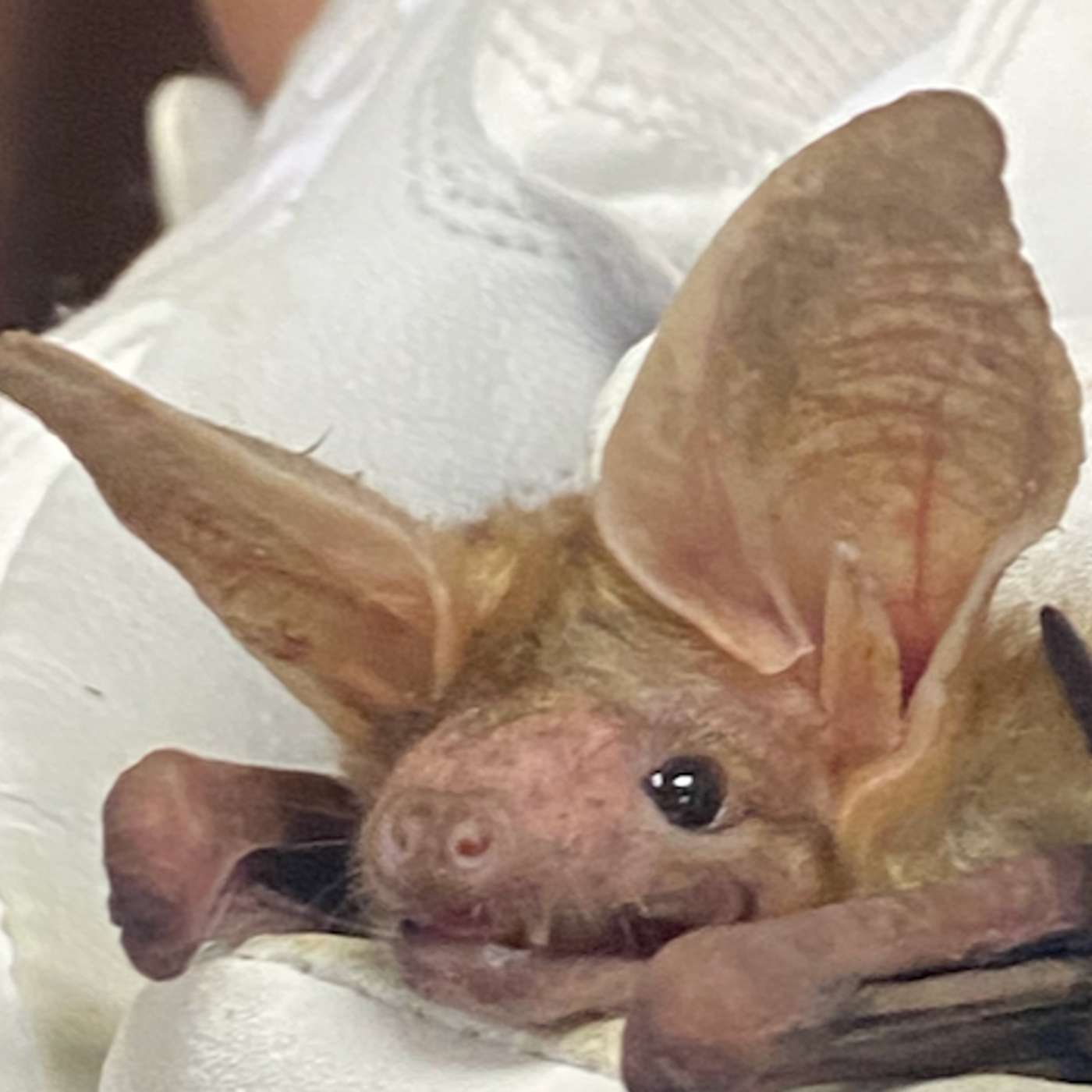 The California State Bat - The Pallid Bat