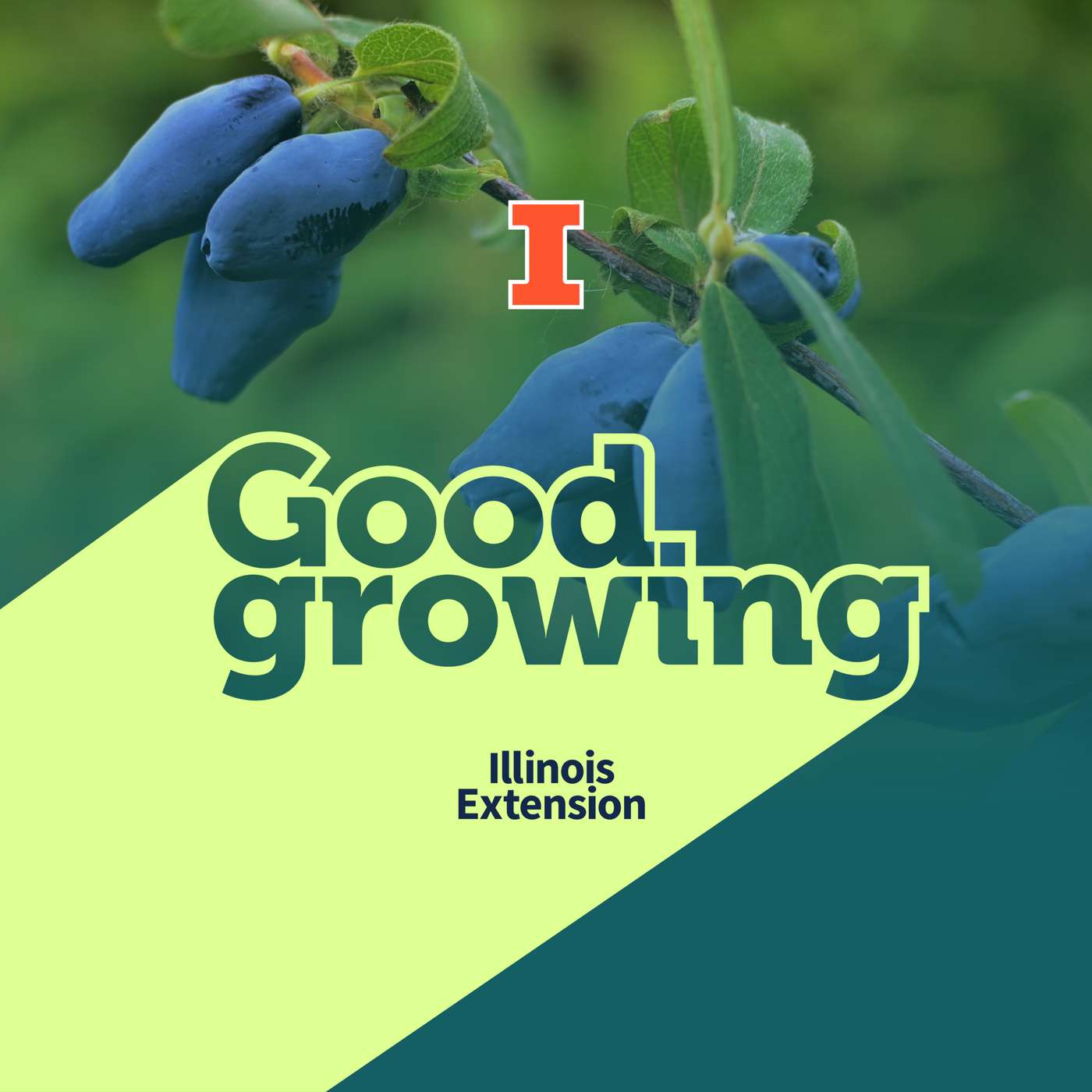 Ep. 240 Beyond the usual: Exploring some lesser‑known fruits for the garden | #GoodGrowing