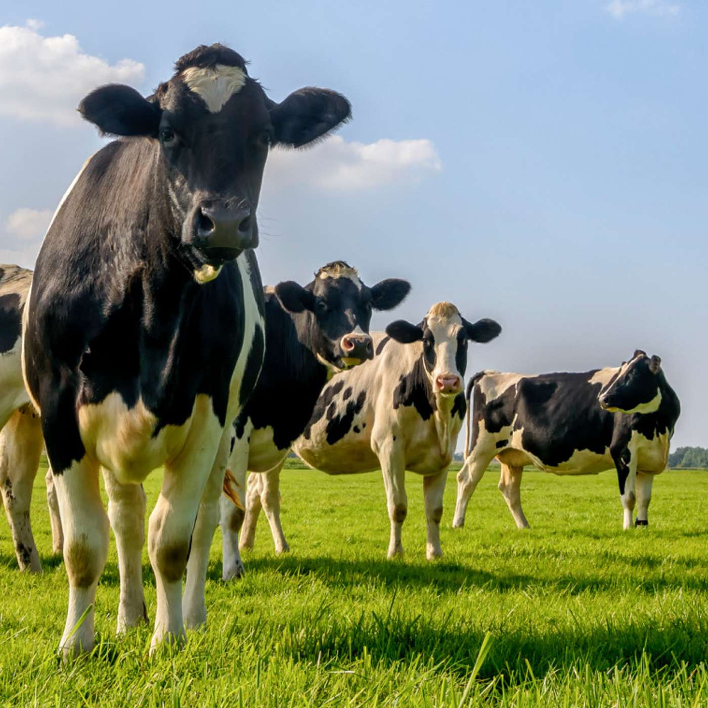 How pedigree herds are preparing for future challenges through their breeding