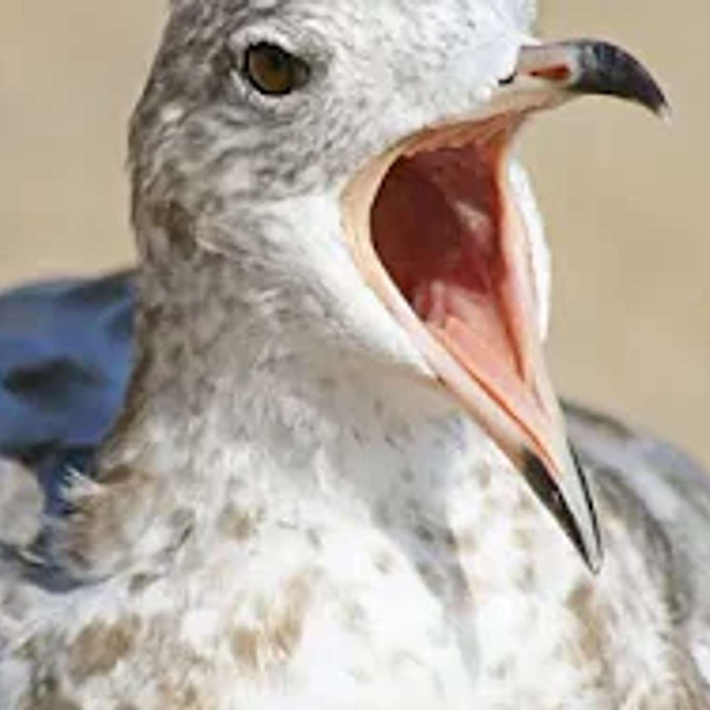 Shalom Beit for Men - What is Permitted for a Woman and Prohibited for a Man ▪️ Rabbi Nachmansohn...