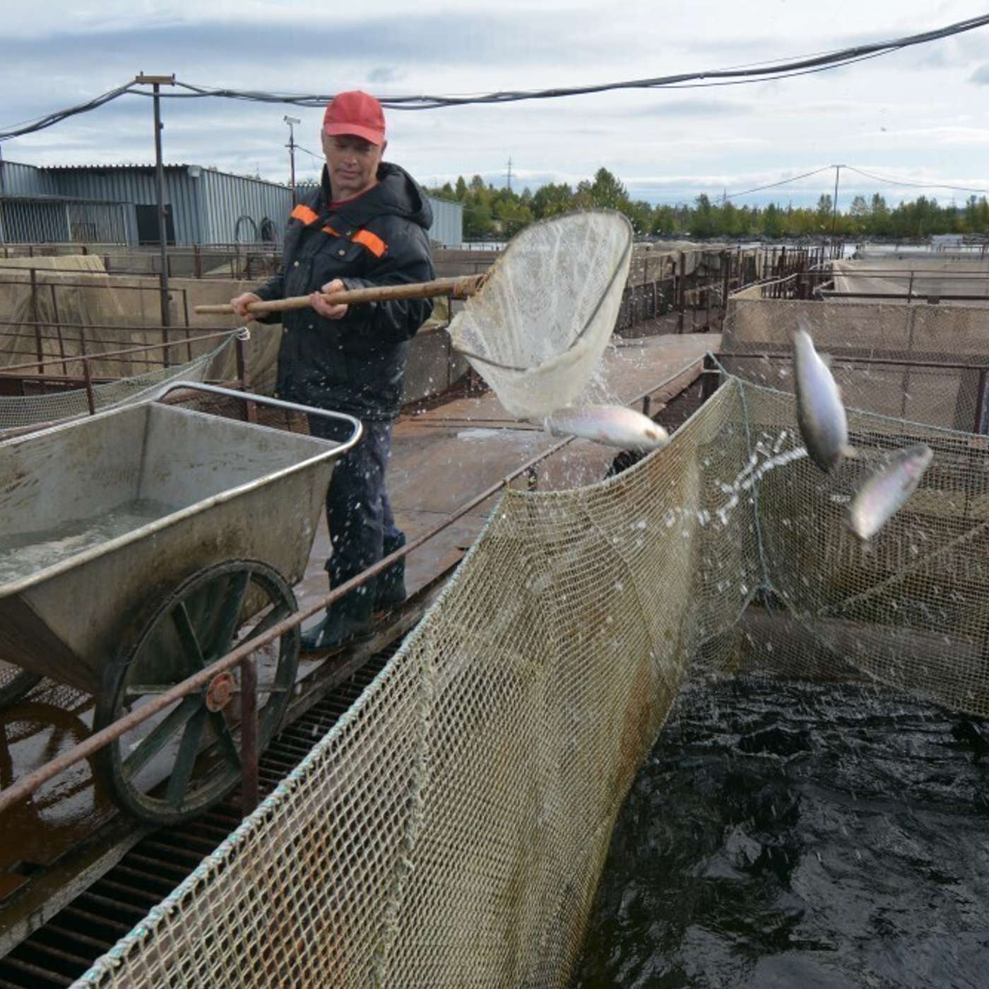 На Кольской АЭС расширят выращивание лосося и форели