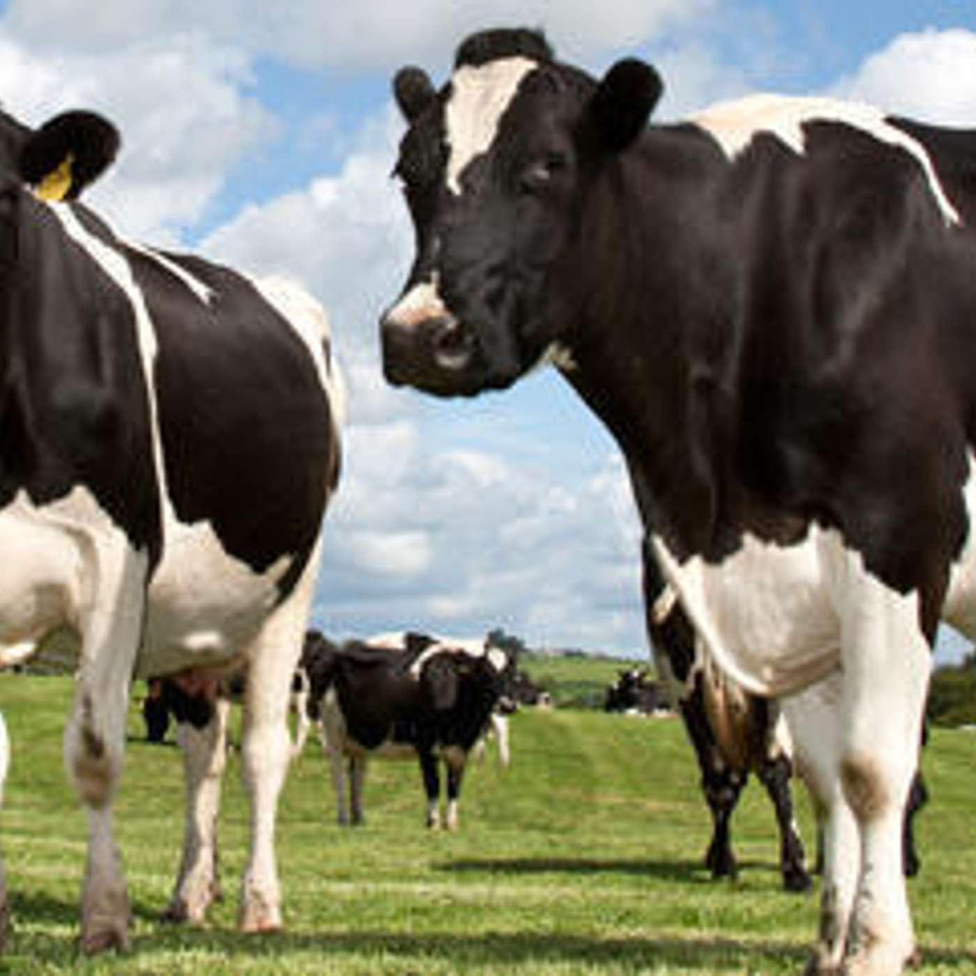 Analysis of the growth and expansion of the national dairy herd