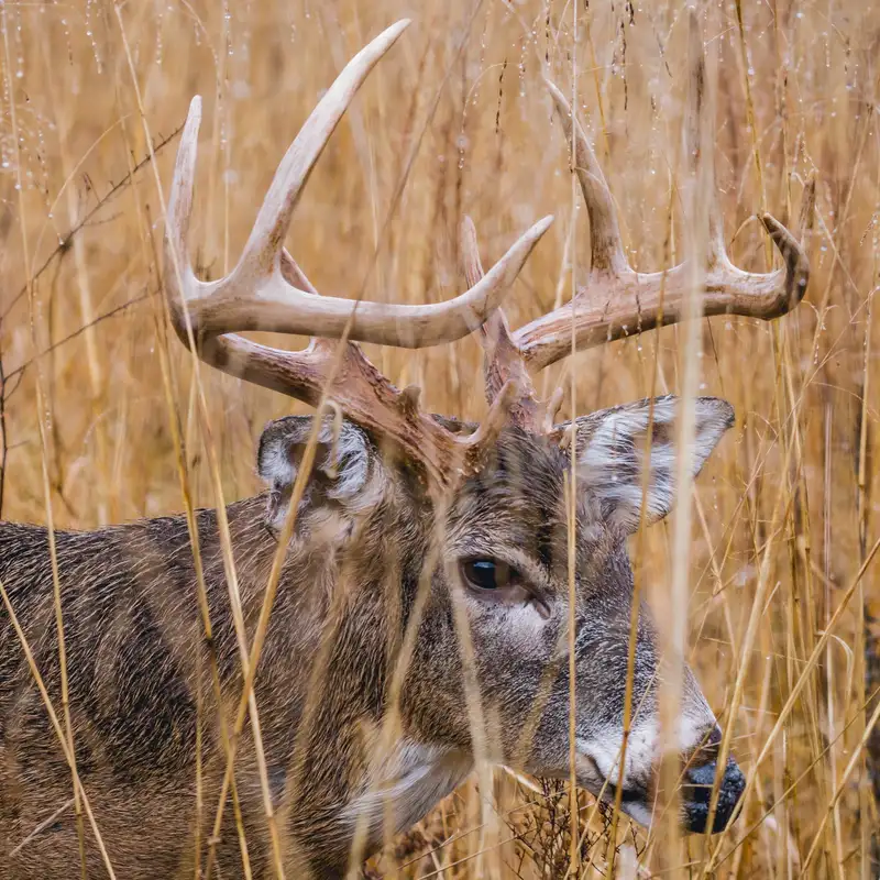 Northeast Minnesota 2023 Deer Hunting Regulation Changes
