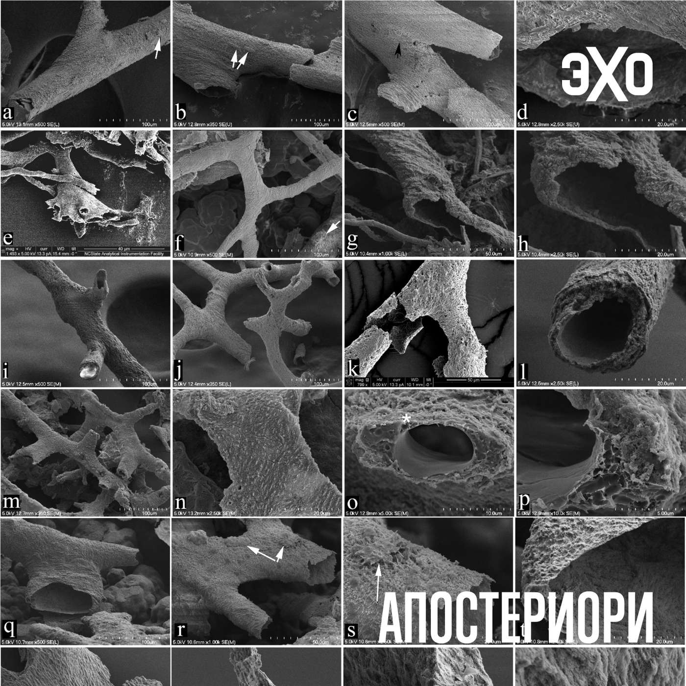 Перелом кости тираннозавра показал следы древней сосудистой сети episode artwork