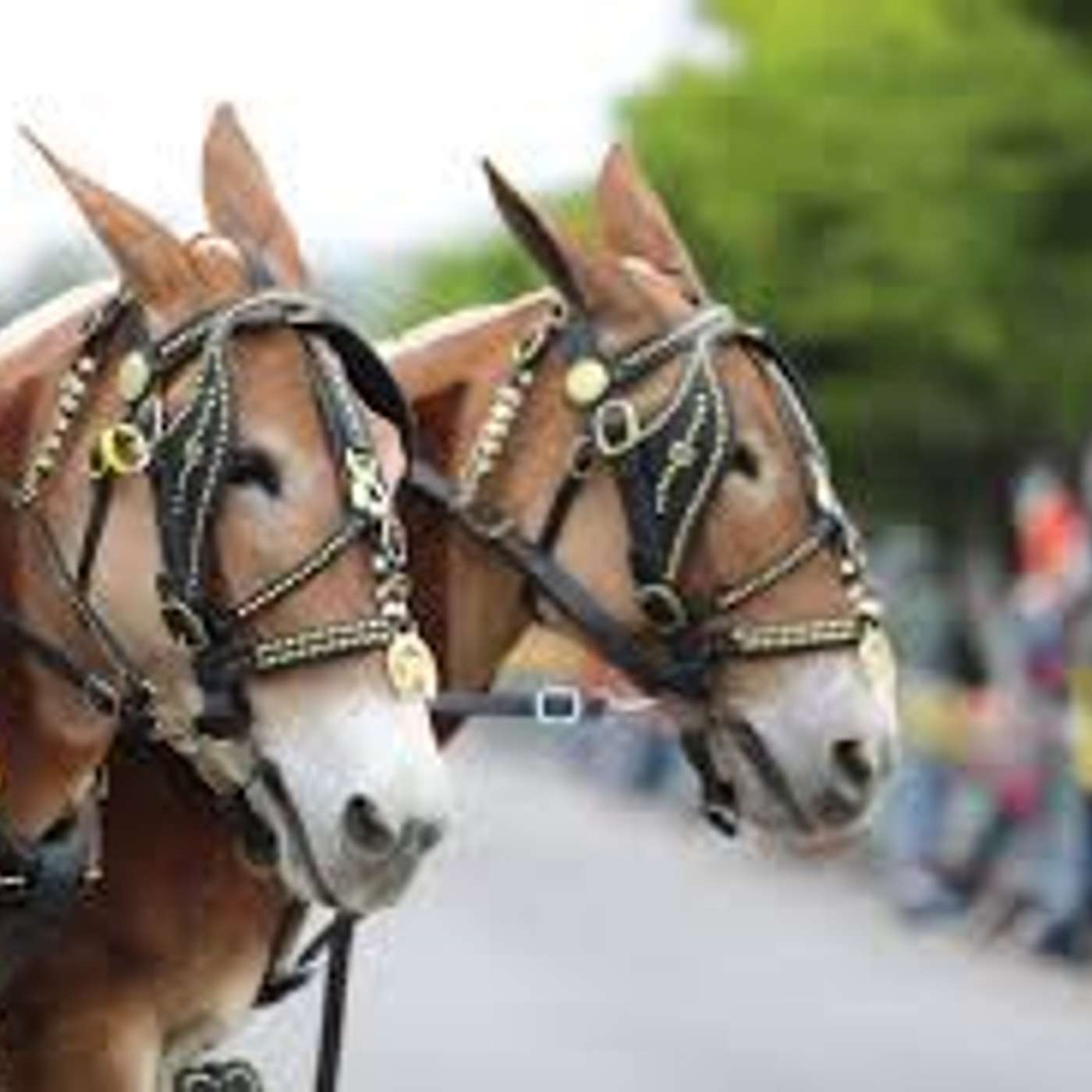 Front Porch Radio – Muleday Monday’s