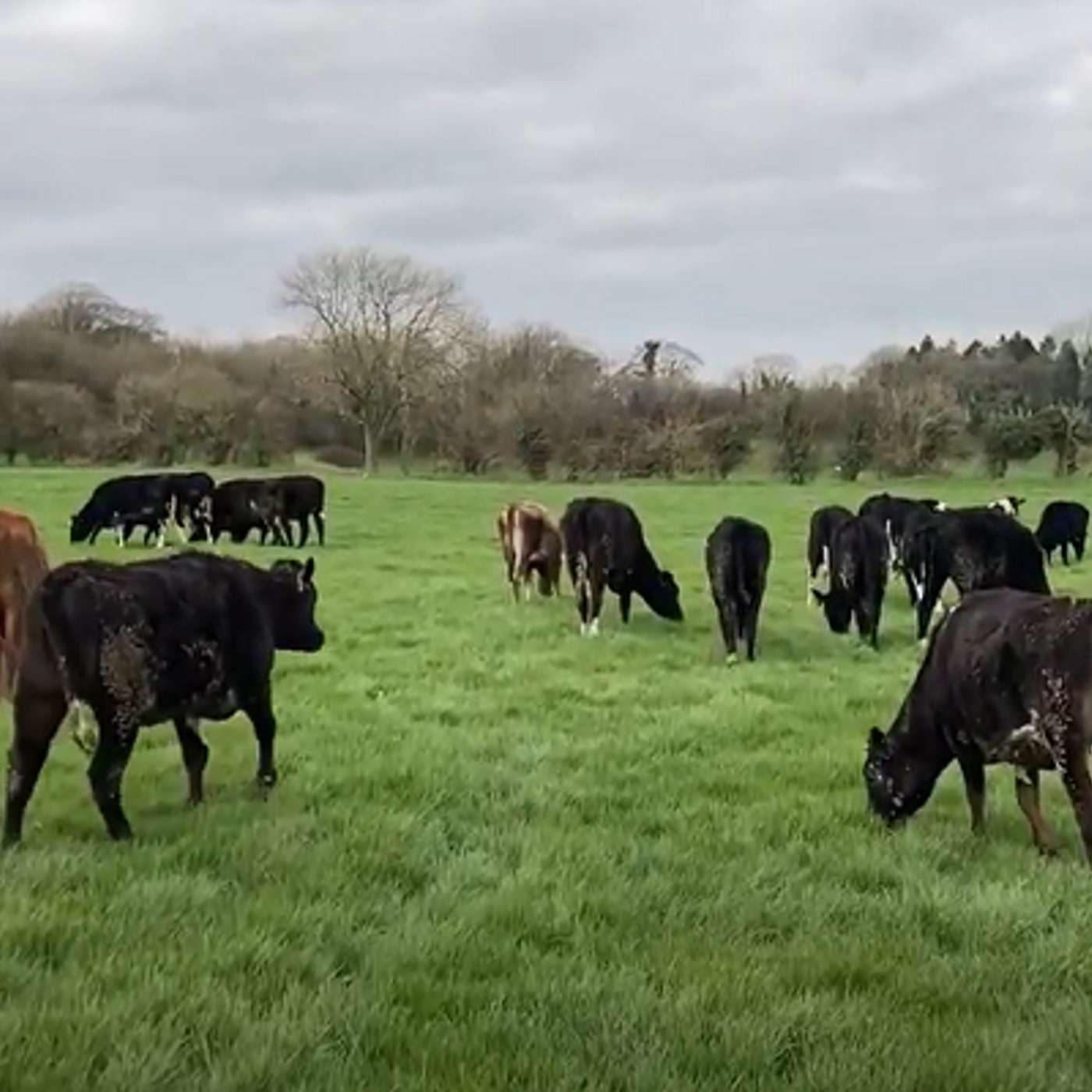 Ensuring breeding success with maiden heifers