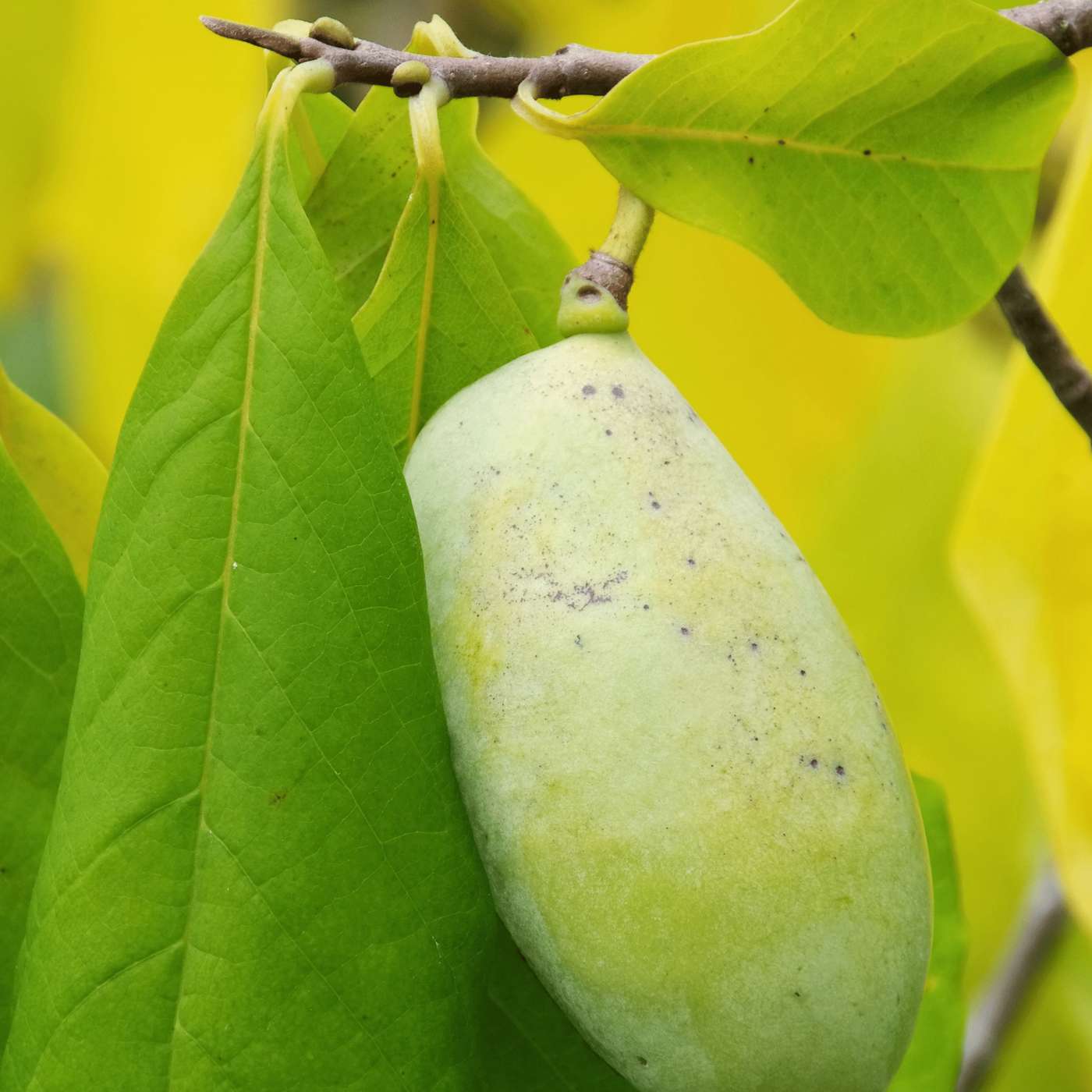 Pawpaw Fruit Facts with Paul DeCampo and Isaac Crosby