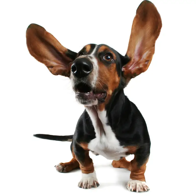 Can Your Pet Hear You? The Overlooked Link Between Hearing, Emotional Wellness, and Preventive Care