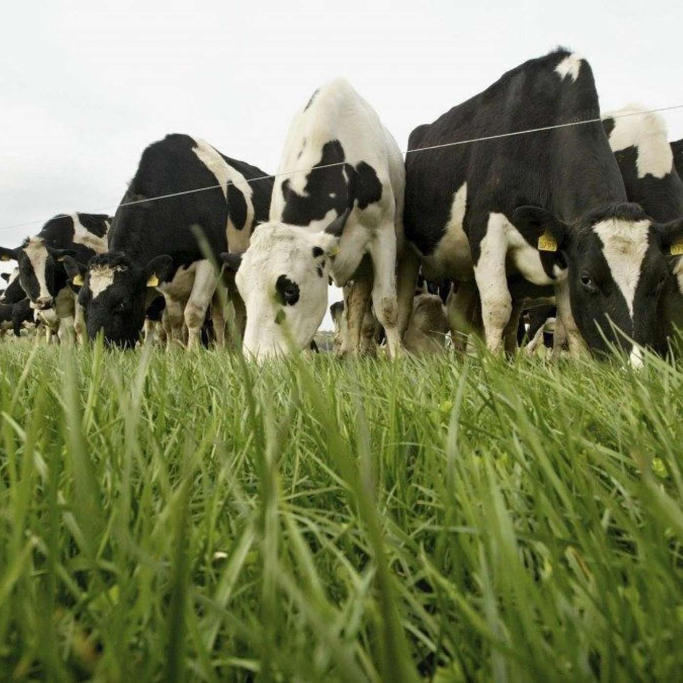 Advice for getting your grazing back on track in March