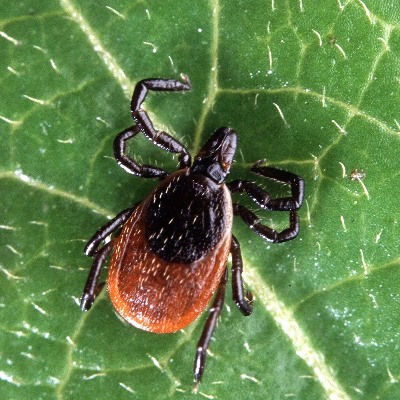 NSS Weekly: How a tick bite can make you allergic to meat episode artwork