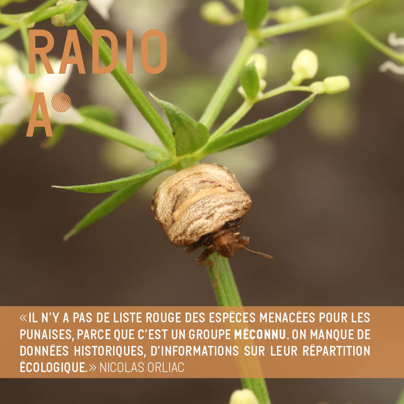 Les plantes et les punaises : une longue histoire