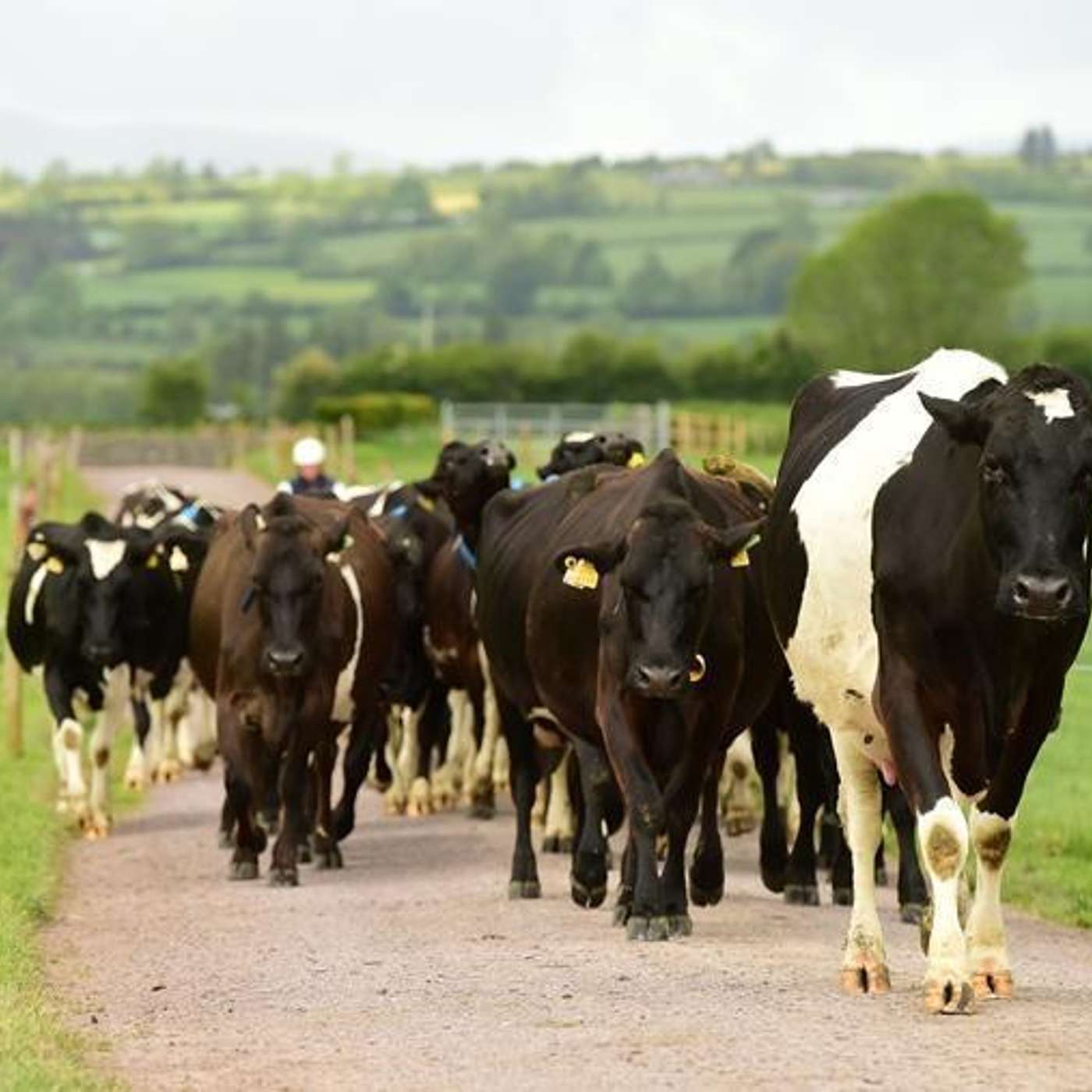Dairy Farm Review of the Year