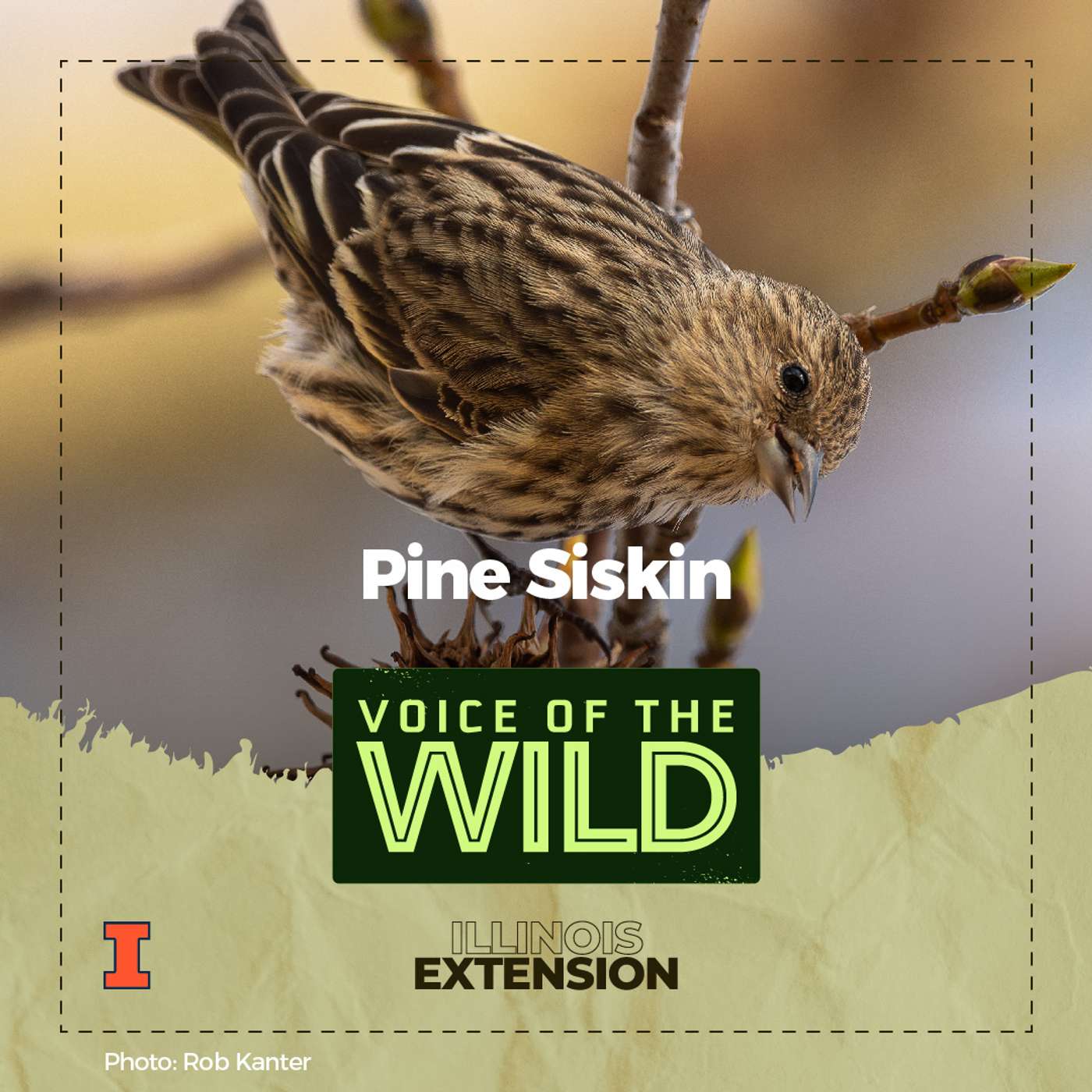 Episode 31: Pine Siskin – Voice of the Wild episode artwork