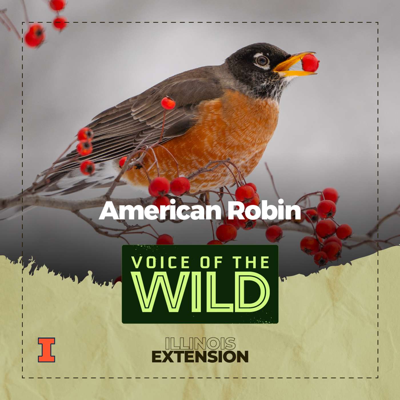 Episode 78: American Robin – Voice of the Wild
