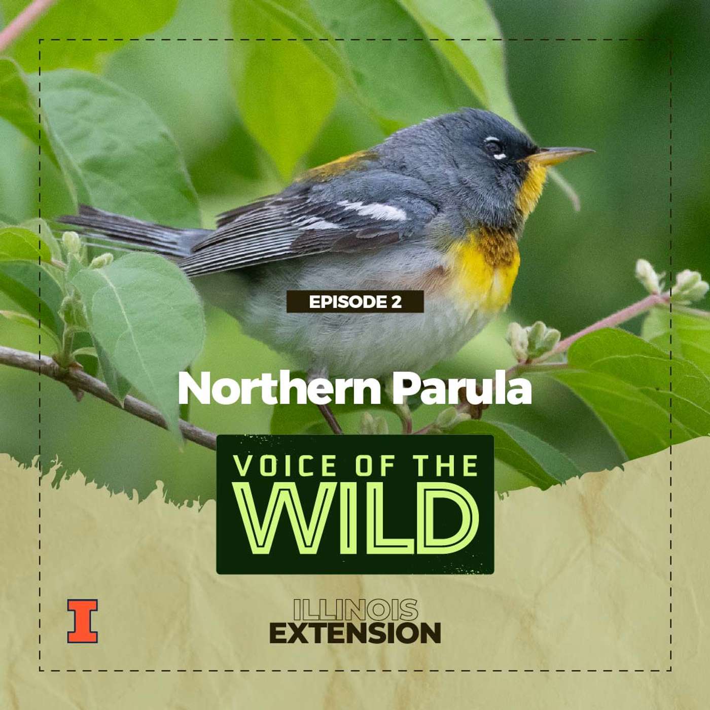 Episode 2: Northern Parula - Voice of the Wild episode artwork