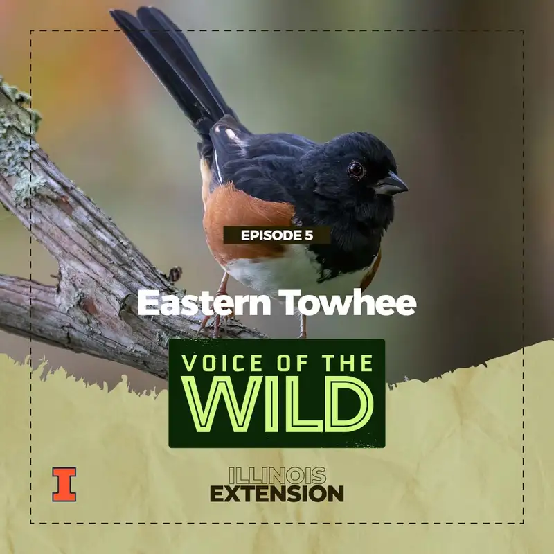 Episode 5: Eastern Towhee – Voice of the Wild